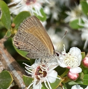 Nacaduba biocellata at QPRC LGA - 9 Dec 2023