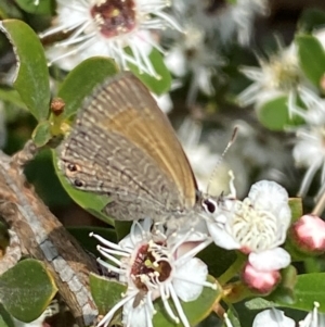 Nacaduba biocellata at QPRC LGA - 9 Dec 2023