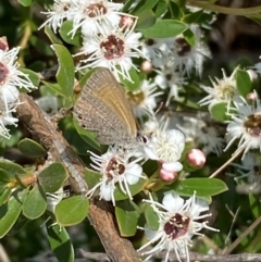 Nacaduba biocellata at QPRC LGA - 9 Dec 2023