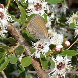 Nacaduba biocellata at QPRC LGA - 9 Dec 2023