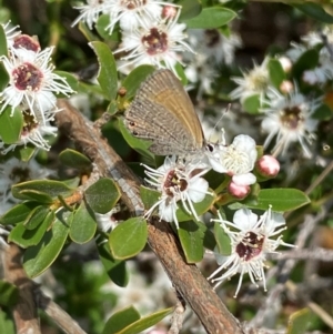 Nacaduba biocellata at QPRC LGA - 9 Dec 2023