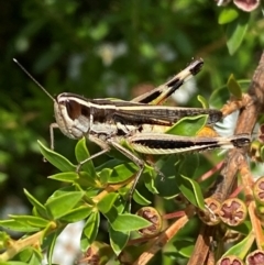 Macrotona australis (Common Macrotona Grasshopper) at QPRC LGA - 9 Dec 2023 by SteveBorkowskis