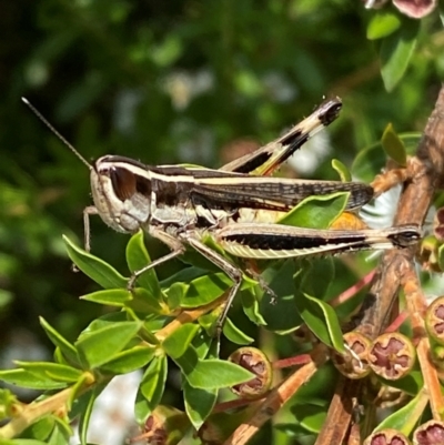 Macrotona australis (Common Macrotona Grasshopper) at QPRC LGA - 9 Dec 2023 by SteveBorkowskis