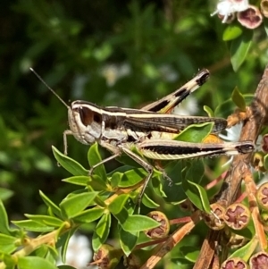 Macrotona australis at QPRC LGA - 9 Dec 2023