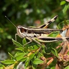 Macrotona australis at QPRC LGA - 9 Dec 2023