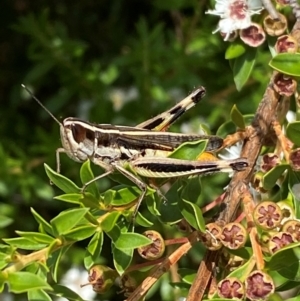 Macrotona australis at QPRC LGA - 9 Dec 2023