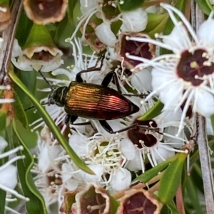 Lepturidea viridis at QPRC LGA - 9 Dec 2023