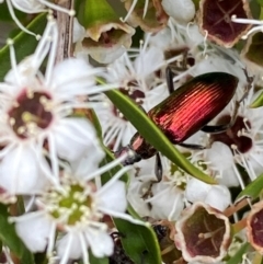 Lepturidea viridis at QPRC LGA - 9 Dec 2023