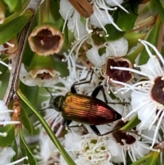 Lepturidea viridis at QPRC LGA - 9 Dec 2023