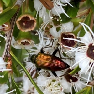 Lepturidea viridis at QPRC LGA - 9 Dec 2023