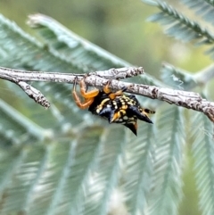 Austracantha minax (Christmas Spider, Jewel Spider) at Karabar, NSW - 9 Dec 2023 by SteveBorkowskis