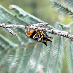 Austracantha minax (Christmas Spider, Jewel Spider) at QPRC LGA - 9 Dec 2023 by SteveBorkowskis