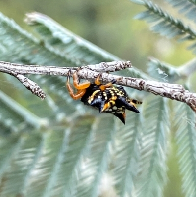 Austracantha minax (Christmas Spider, Jewel Spider) at Karabar, NSW - 9 Dec 2023 by SteveBorkowskis