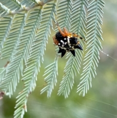 Austracantha minax at QPRC LGA - 9 Dec 2023