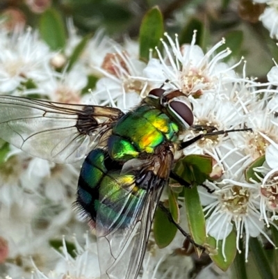 Rutilia (Chrysorutilia) sp. (genus & subgenus) (A Bristle Fly) at Karabar, NSW - 9 Dec 2023 by SteveBorkowskis