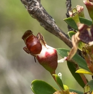 Exoneura sp. (genus) at QPRC LGA - 9 Dec 2023