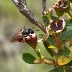 Exoneura sp. (genus) at QPRC LGA - 9 Dec 2023