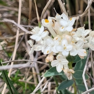 Pimelea glauca at Jincumbilly, NSW - 9 Dec 2023