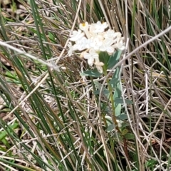 Pimelea glauca at Jincumbilly, NSW - 9 Dec 2023