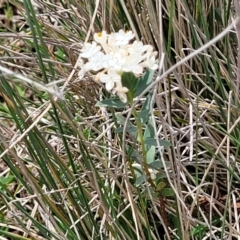 Pimelea glauca at Jincumbilly, NSW - 9 Dec 2023