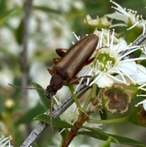 Lepturidea sp. (genus) at QPRC LGA - 9 Dec 2023