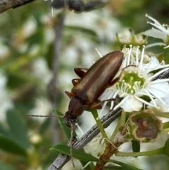 Lepturidea sp. (genus) at QPRC LGA - 9 Dec 2023