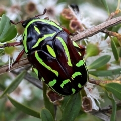 Eupoecila australasiae (Fiddler Beetle) at Karabar, NSW - 9 Dec 2023 by SteveBorkowskis