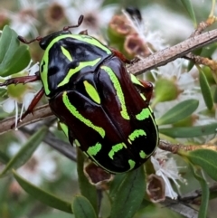 Eupoecila australasiae (Fiddler Beetle) at QPRC LGA - 9 Dec 2023 by SteveBorkowskis