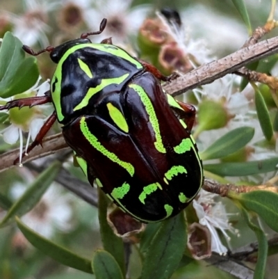 Eupoecila australasiae (Fiddler Beetle) at Karabar, NSW - 9 Dec 2023 by SteveBorkowskis