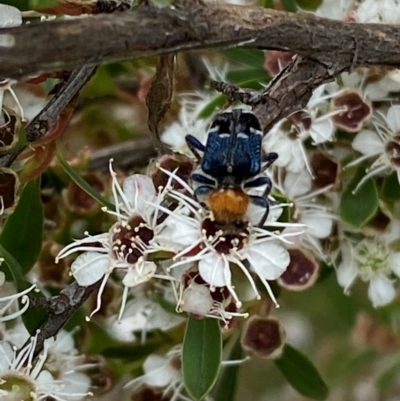 Zenithicola crassus (Clerid beetle) at QPRC LGA - 9 Dec 2023 by SteveBorkowskis