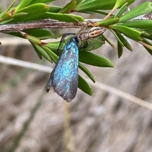 Pollanisus (genus) at QPRC LGA - 9 Dec 2023