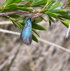 Pollanisus (genus) at QPRC LGA - 9 Dec 2023