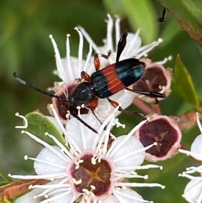 Obrida fascialis (One banded longicorn) at QPRC LGA - 9 Dec 2023 by SteveBorkowskis