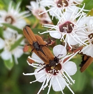 Porrostoma sp. (genus) at QPRC LGA - 9 Dec 2023