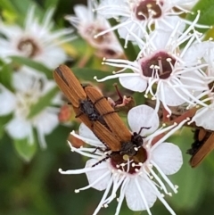 Porrostoma sp. (genus) at QPRC LGA - 9 Dec 2023