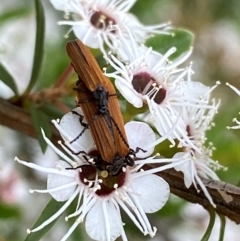 Porrostoma sp. (genus) at QPRC LGA - 9 Dec 2023