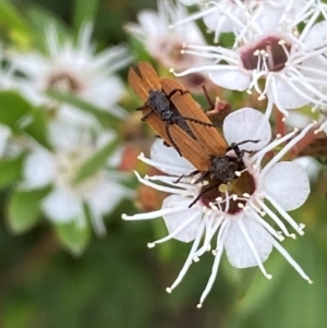 Porrostoma sp. (genus) at QPRC LGA - 9 Dec 2023