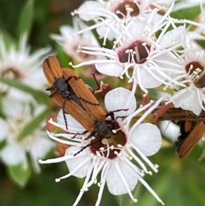 Porrostoma sp. (genus) at QPRC LGA - 9 Dec 2023