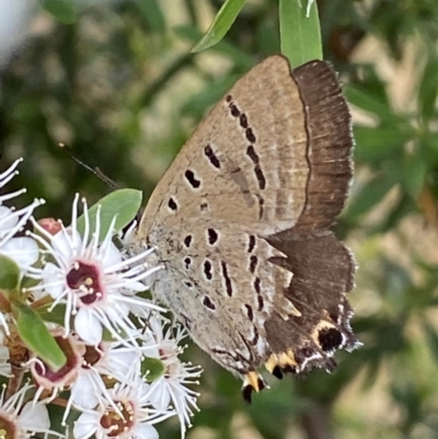 Jalmenus ictinus (Stencilled Hairstreak) at Karabar, NSW - 9 Dec 2023 by SteveBorkowskis