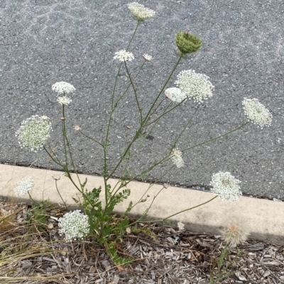 Daucus carota (Wild Carrot) at Karabar, NSW - 9 Dec 2023 by SteveBorkowskis