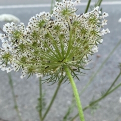 Daucus carota at QPRC LGA - 9 Dec 2023