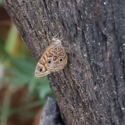 Geitoneura acantha (Ringed Xenica) at Blue Mountains National Park - 4 Mar 2023 by JimL