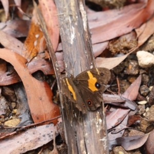 Tisiphone abeona at Blue Mountains National Park - 4 Mar 2023