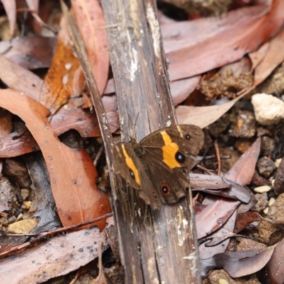 Tisiphone abeona (Varied Sword-grass Brown) at Blue Mountains National Park - 4 Mar 2023 by JimL
