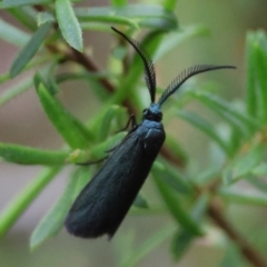 Pollanisus (genus) (A Forester Moth) at Moruya, NSW - 7 Dec 2023 by LisaH
