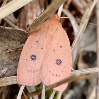 Garrha pudica at Moruya, NSW - 7 Dec 2023 by LisaH