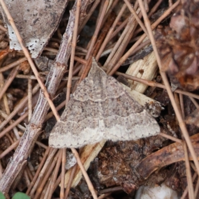 Dichromodes molybdaria at Moruya, NSW - 7 Dec 2023 by LisaH