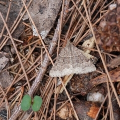 Dichromodes molybdaria at Moruya, NSW - suppressed
