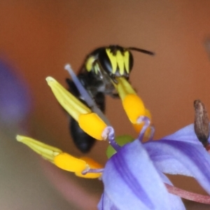 Hemirhiza melliceps at Moruya, NSW - suppressed