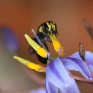 Hemirhiza melliceps at Moruya, NSW - suppressed